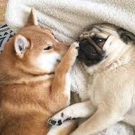 A Shiba Inu and a pug cuddling